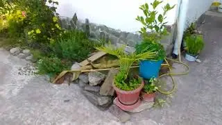 Сочи черепаха