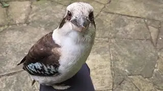 Wild kookaburras fly onto my lap to hang out!