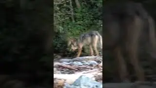 Der erste Wolf mit Hörsturz 🐺