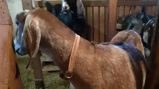 Покупаю коз🐐🐐💖🥳