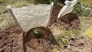На даче 💖 30 июня 2024 г. Посадила пионы 🌺