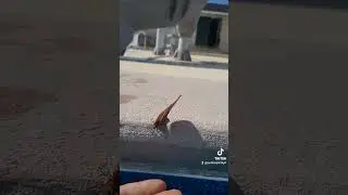 спосаю  бабачьку  в басеене.
