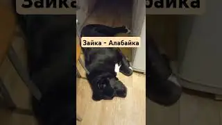 #буднипсихолога #собака #зоопсихология #животные #зоопсихолог #собаки #алабай #топ #собаканапарник