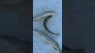 🤔 Как коренные северные народы ловили рыбу 