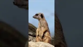 Концовка убила 😂 что за зверёк? Напишите 👇