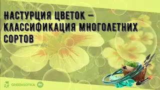 Настурция цветок — классификация многолетних сортов
