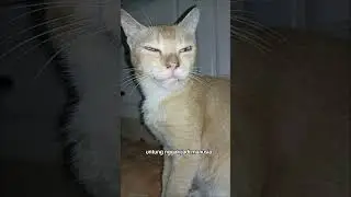 nikmat mana guys #cat #catkucing #babyanimal #catlover #kucingabuabuyanglucu #babycat