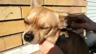 Spazzolata a Danko