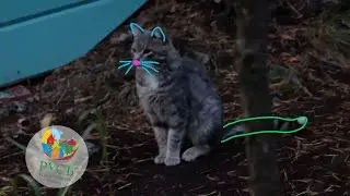 Кот точит когти на базе отдыха Русь.