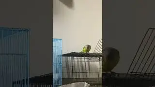 Beautiful sounds Parrot | Talking Parrot | Parrot Video | Parrot Speaking | #short #shorts
