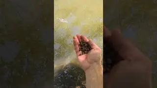 I Trained my Baitfish too!😆😆#feedingbass #homestead #fishing #petbass #fishfeeding