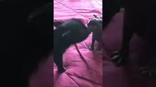Newborn pig and guineapig making friends #shorts