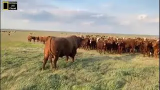 A hybrid calf bruises like a donkey