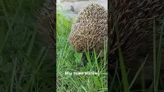 Ежик на даче. Природа!