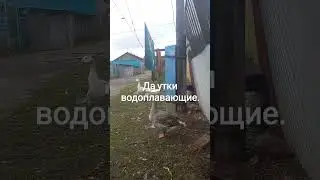 Моёхозяйство #automobile утки
