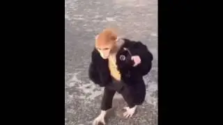 Мартышка и очки 2017 - Like a Boss