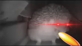 Sneezing Hedgehog Kira Aughh Meme