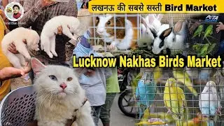 Lucknow Nakhas Bird Market vlog. 14 October 2024