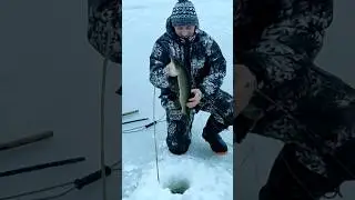 Щучка на самоловку... 