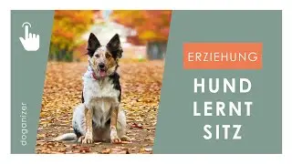 Hund Sitz beibringen | Wie lernt mein Hund sitzen zu bleiben?
