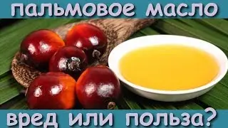 Вся правда о пальмовом масле. Вред и воздействие на организм человека