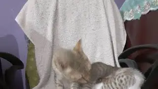 Mommy cat and it's kittens