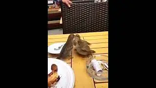 Unos Gorriones en el Restaurante