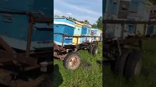 Пасека. 29 мая.