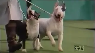 2x2 - Мой Чемпион (фрагмент) (199X) (VHS, 50fps)