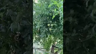9 августа 2024 г.