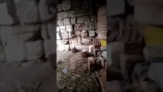 تربيه الأرانب البلدى على الأرض بأقل التكاليف