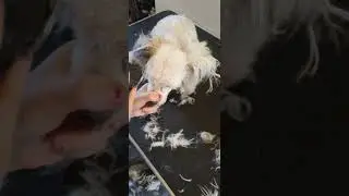 hund trimning