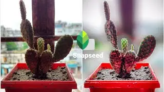 Snapseed photo editing
