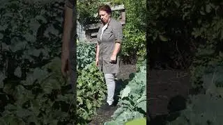 Невероятная подкормка свёклы