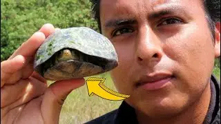 Esta tortuga es un TANQUE DE GUERRA IMPENETRABLE