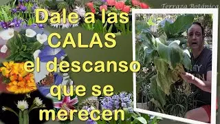 Dale a tu 🌾CALA/ ALCATRAZ  🥀el DESCANSO 💤que se merece. zantedeschia aethiopica.