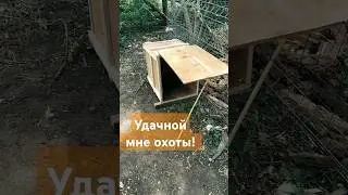 Поставил ловушку на сбежавшего кролика! Сижу жду) #кролики #кролиководство #деревня #ловушка #охота