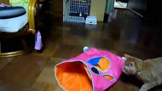 ひとみのお遊び