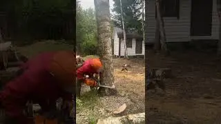 ZIMANI MS 660.  Для приобретения пишите . #zimani #stihl #hasqvarna #бензопила