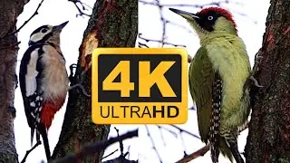 Woodpeckers 4K