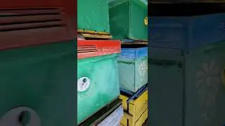 как зимуют пчелы в первом зимовнике!?