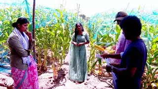 Maize Maxim Drama