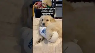 Why life as a puppy is hard 😞 #dogshorts #puppy #puppies #dogs #goldenretriever #doglife #cutedog