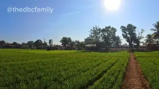 Ladang Padi di tengah kota Bengkulu