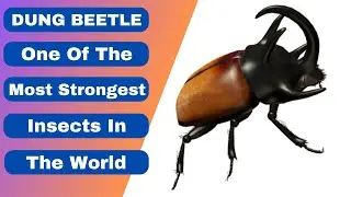 Dung Beetle Is One Of The Most Strongest Insects In The World | Beastie Beasts