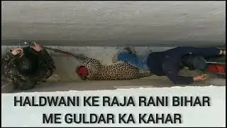 हल्द्वानी के राजा रानी बिहार में गुलदार का कहर #tenduaa #guldar #tedua  @anjalisorarivlogs8836