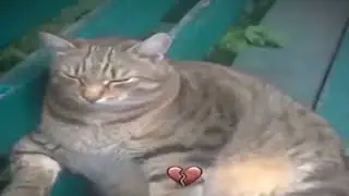 мистер бомбастик