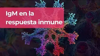 ¿Sabes por qué la IgM es el primer anticuerpo producido durante una infección?