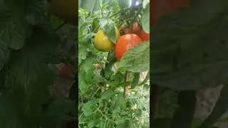 Выращивание томатов по американскому методу.