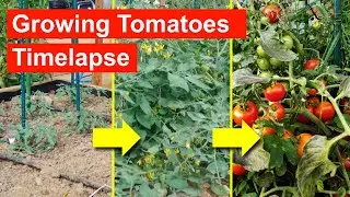 Growing Tomatoes Timelapse - full life cycle over 9 Months